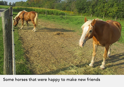 Some horses that were happy to make new friends